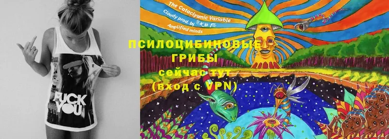 KRAKEN tor  Бутурлиновка  Галлюциногенные грибы Psilocybe 